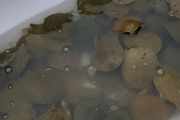 甲鱼怎么养在家养水位