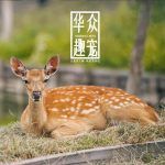 梅花鹿吃什么-华众趣宠
