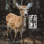梅花鹿吃什么-华众趣宠