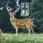 梅花鹿吃什么-华众趣宠