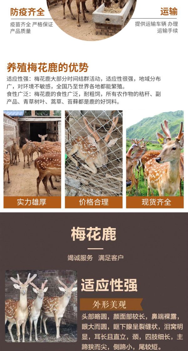 梅花鹿养殖一年利润 宠物梅花鹿回收 圈养梅花鹿 基地出售