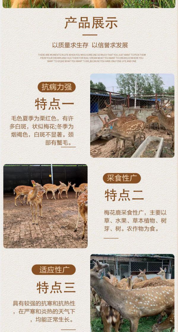 梅花鹿养殖一年利润 宠物梅花鹿回收 圈养梅花鹿 基地出售