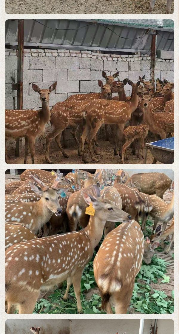 梅花鹿养殖一年利润 宠物梅花鹿回收 圈养梅花鹿 基地出售