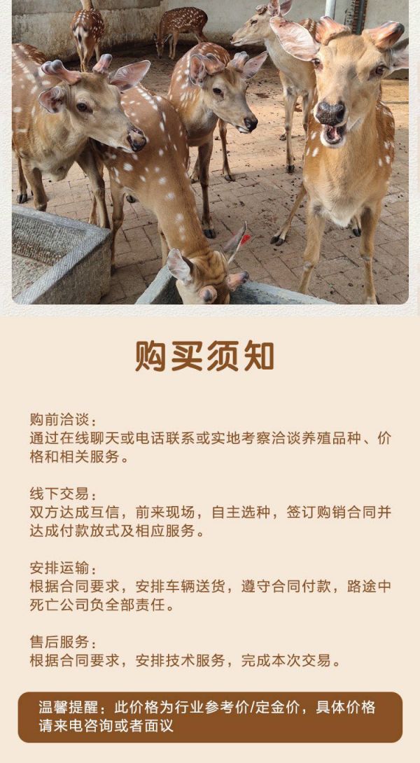 梅花鹿养殖一年利润 宠物梅花鹿回收 圈养梅花鹿 基地出售