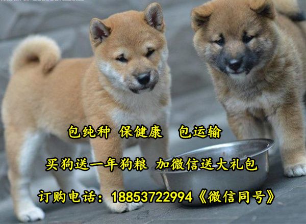 廊坊市宠物市场