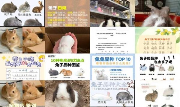 宠物兔取什么名字好听可爱
