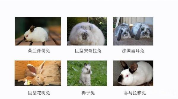 宠物兔子名字,宠物兔子名字大全可爱