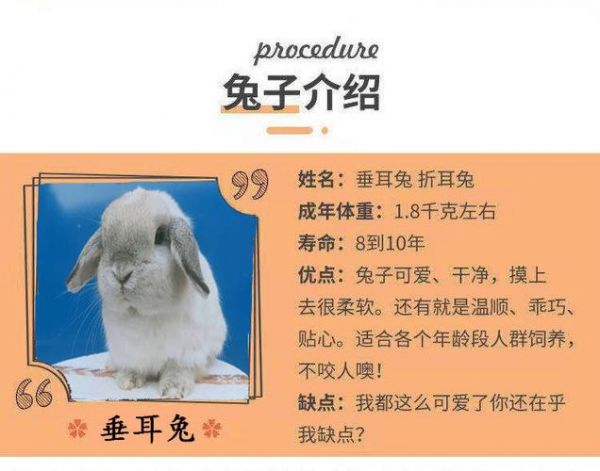 宠物兔子名字,宠物兔子名字大全可爱