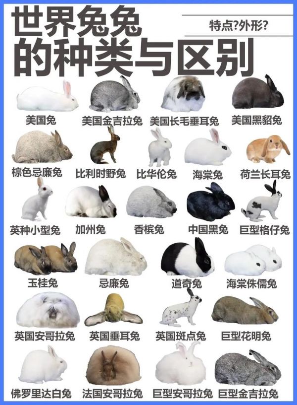 宠物兔子名字,宠物兔子名字大全可爱