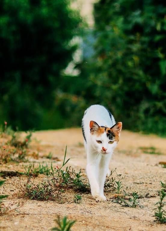缅因猫生命力_缅因猫的平均寿命_缅因猫寿命
