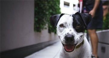 狗狗打过是什么问题（探讨宠物暴力现象的成因和应对方法）