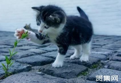 宠物店故意卖病猫病狗，宠物医院乱定价——宠物经济快速发展背后的乱象
