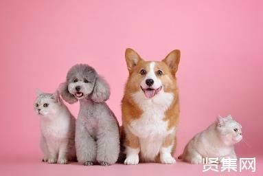 宠物店故意卖病猫病狗，宠物医院乱定价——宠物经济快速发展背后的乱象