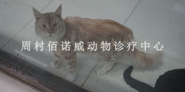 周村大公园附近的异宠宠物医院寄养,宠物医院