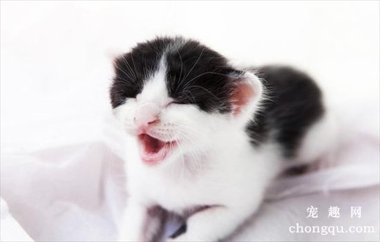 宠物猫肾衰的治疗方法和常见并发症