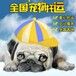 诸城寄宠物宠物托运上门接宠