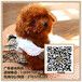 广州贵宾犬健康出售广东暮光狗场贵宾犬价格