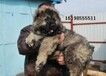 云南德宏芒养犬基地卖高品质雪纳瑞