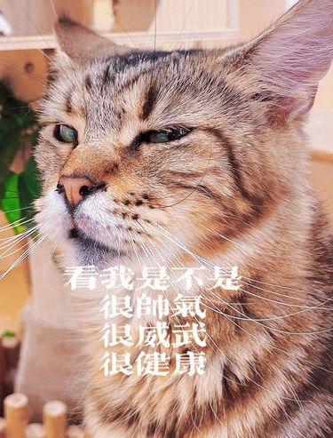 拥有健康活泼的毛孩子，陪它到老是多么幸福治愈