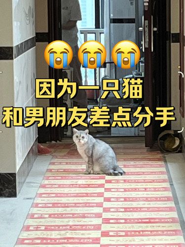 因为一只猫，男朋友说想和我分手……