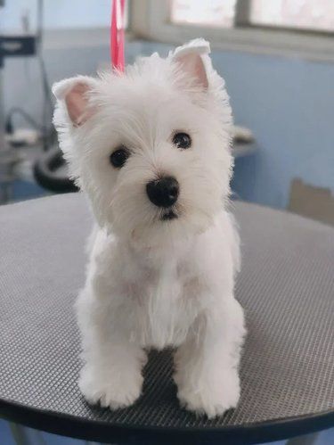 爱宠24小时的守护者❤