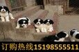 云南昭通永善狗市场出售纯种德国牧羊犬