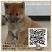 广州纯种日本柴犬出售广东暮光狗场健康柴犬出售