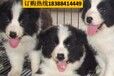 云南保山龙陵哪里能买到高品质柯基犬