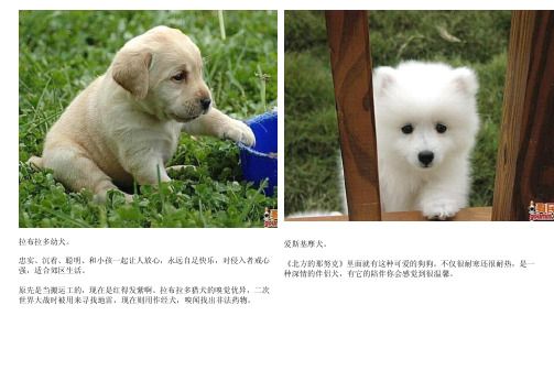 狗狗品种图片大全