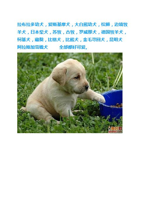 狗狗大全