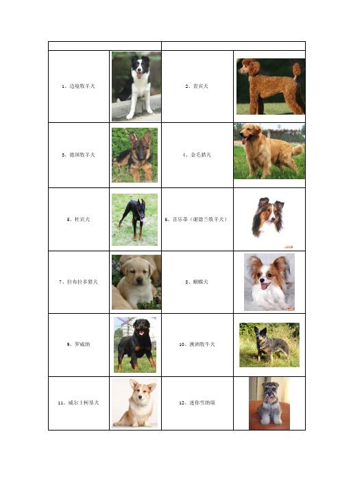 狗狗名称及图片80种