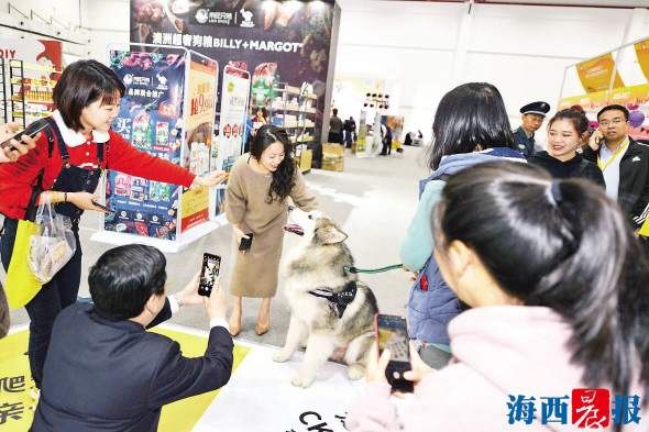 近400家！厦门宠物店占全省一半
