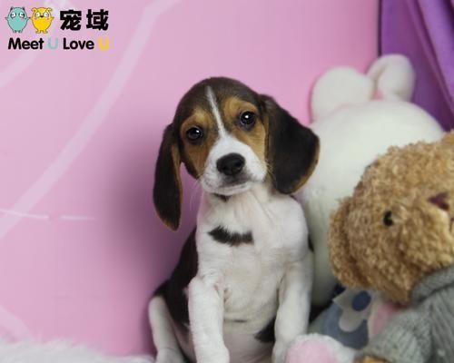 大耳朵拖地狗的魅力（探秘这些可爱的宠物如何征服人类心灵）