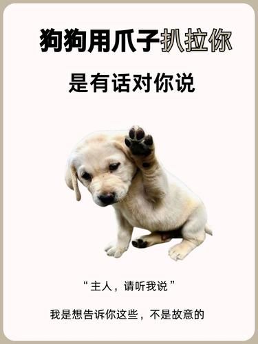 狗狗扒拉你？其实是在跟你“说话” 