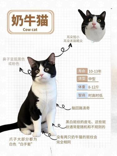 猫中“哈士奇”——奶牛猫你了解吗？