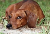 腊肠犬的优点和缺点 腊肠狗好养吗