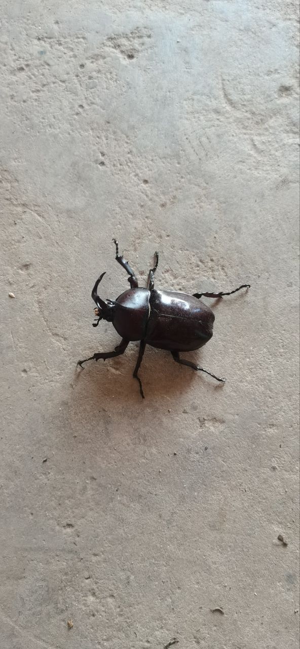 独角大甲虫