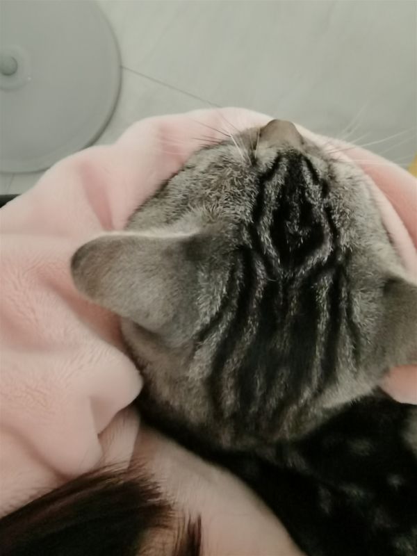 美短1岁弟弟