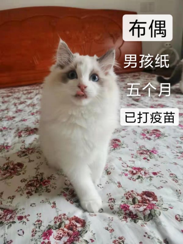 布偶猫2只 