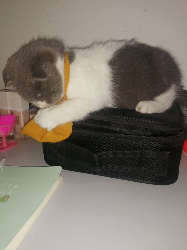 英国蓝白折耳配种猫育苗打齐了，外送猫粮罐