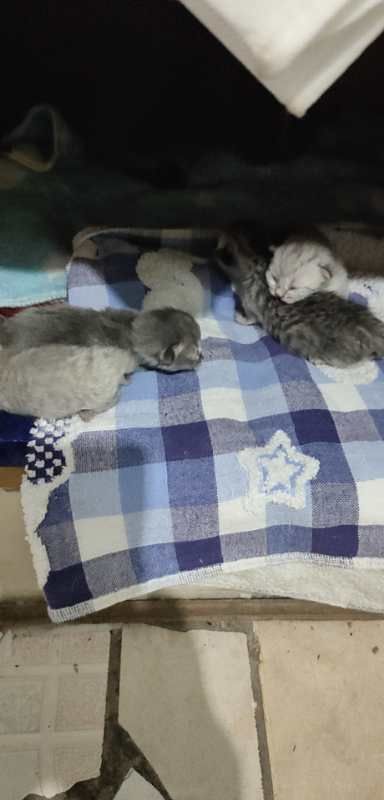 出售宠物猫
