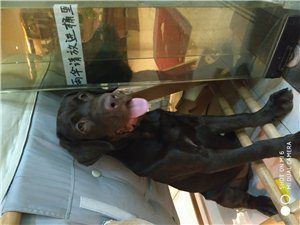 拉布拉多送养