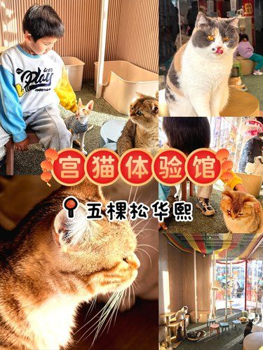 五棵松华熙冬日陪娃在宫猫温暖整个午后