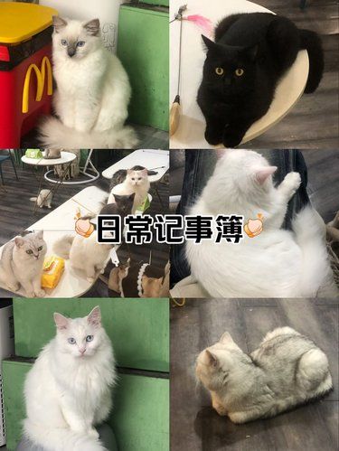 是谁还没去过二号门这家猫咖！