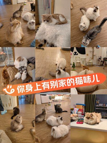 你不对劲，你身上有别家的猫味儿