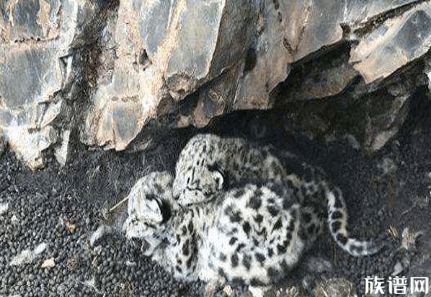 雪豹是国际濒危野生动物，青海首次发现雪豹给幼崽取名“索索”“玛玛"