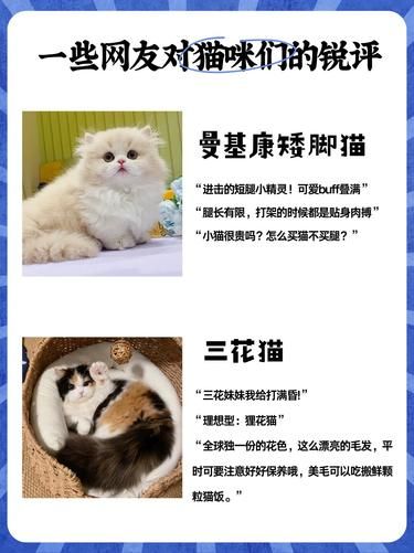 猫咪大揭秘！网友锐评太精彩啦