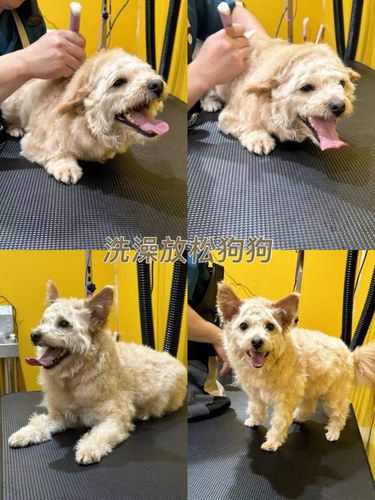 这就是宠物洗澡的天堂