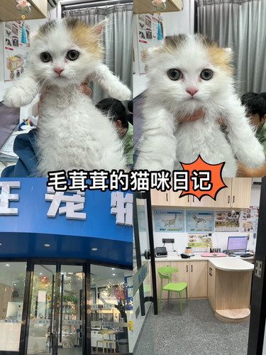 超贴心的宠物医院