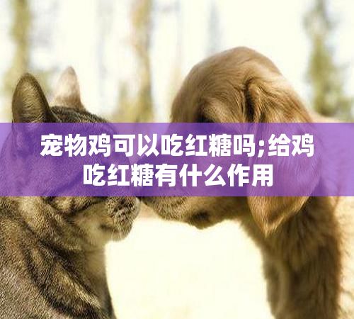 宠物鸡可以吃红糖吗;给鸡吃红糖有什么作用